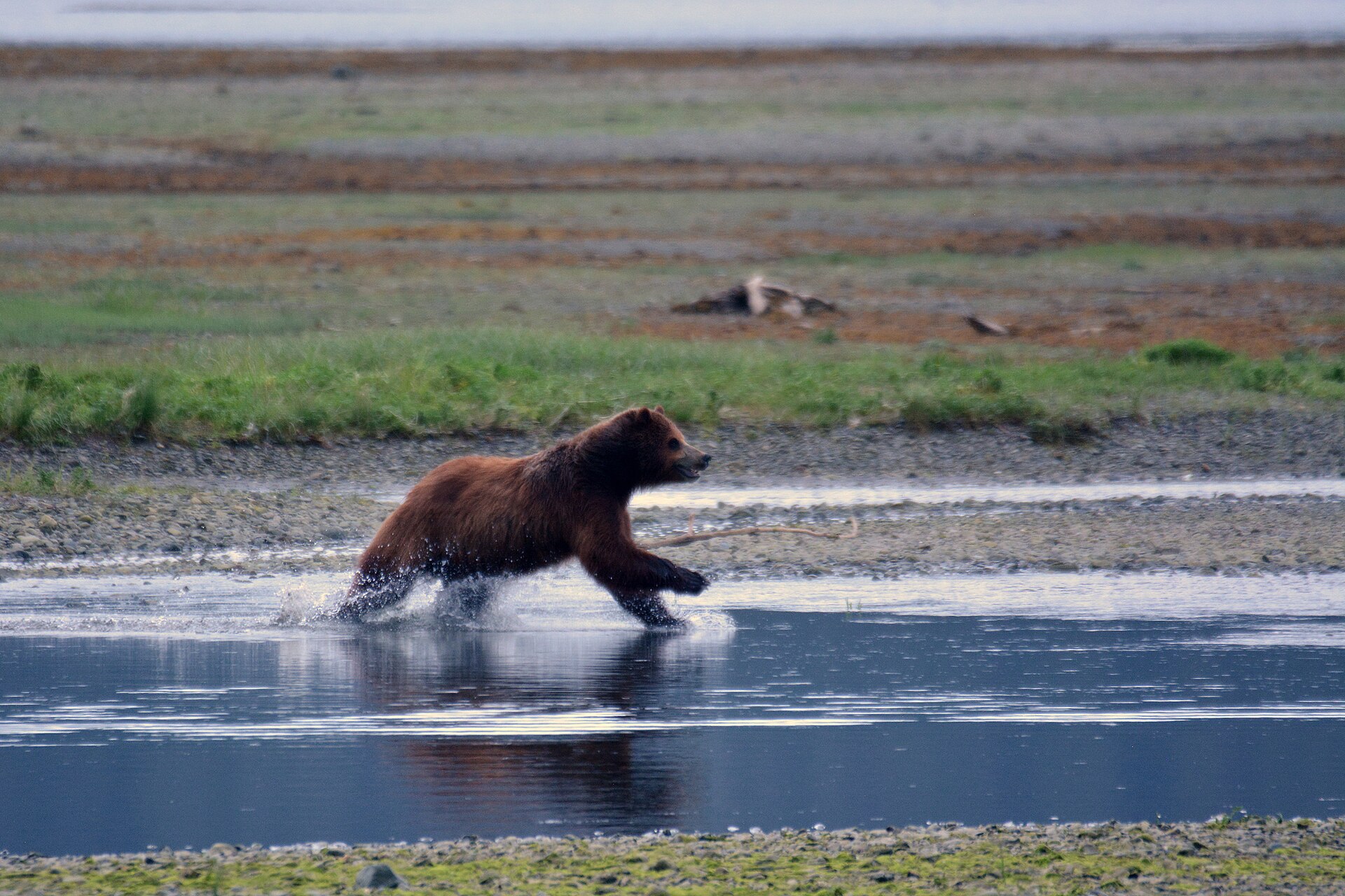 A brown bear splashes across the tidal flats at Pack Creek, Admiralty Island