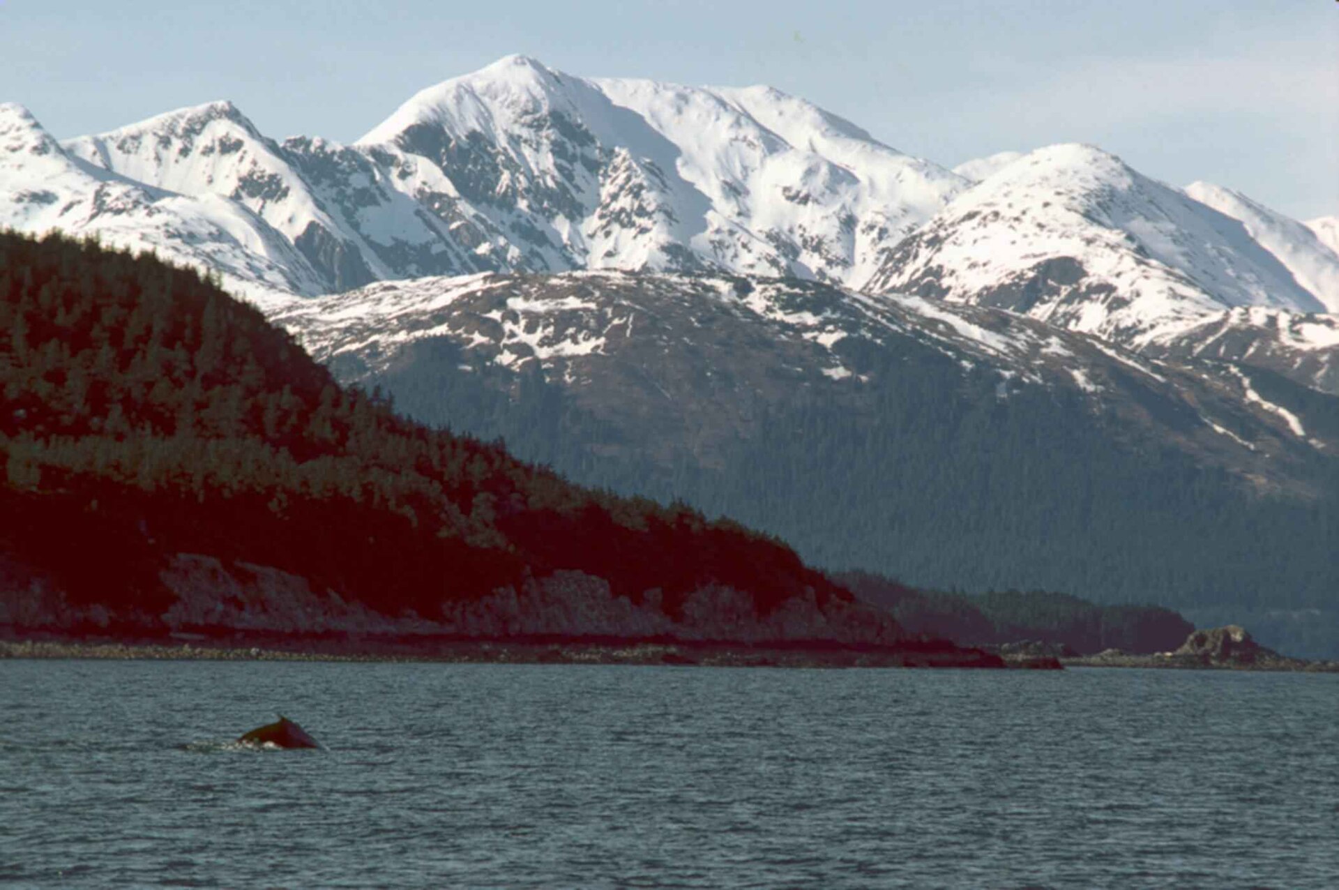 A humpback whale surfaces beneath snowbound peaks in southeast Alaska