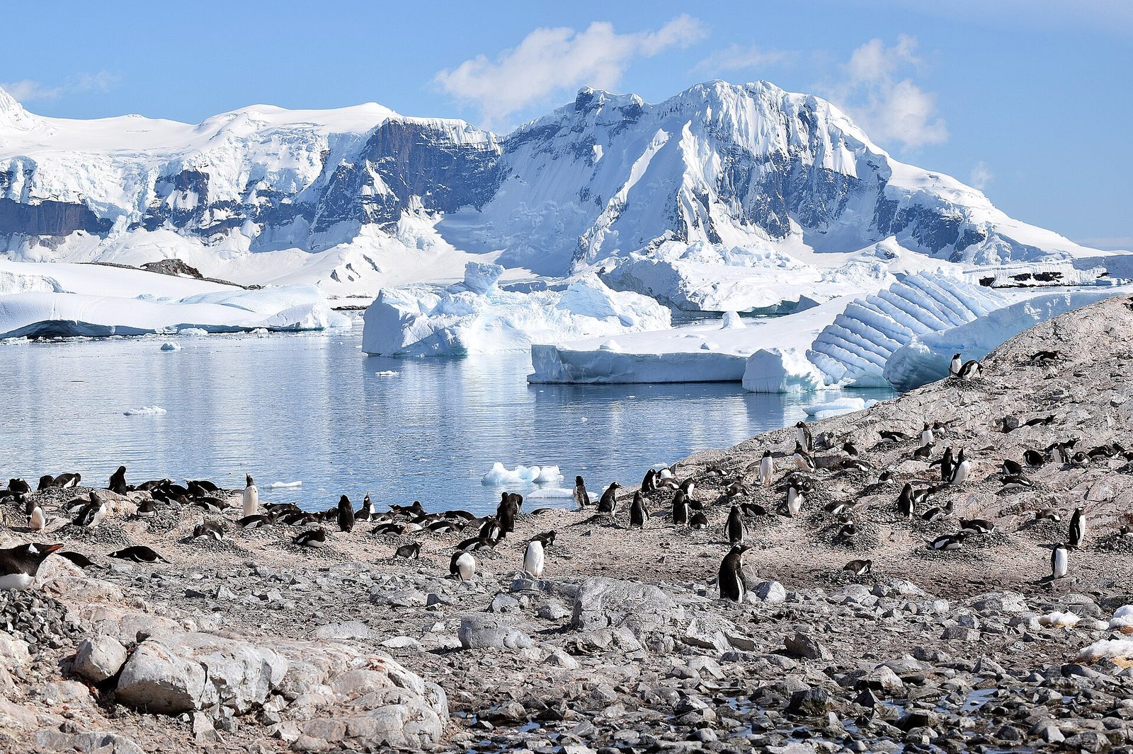 Gentoo colony on the shore of Cuverville Island with icebergs and peaks beyond