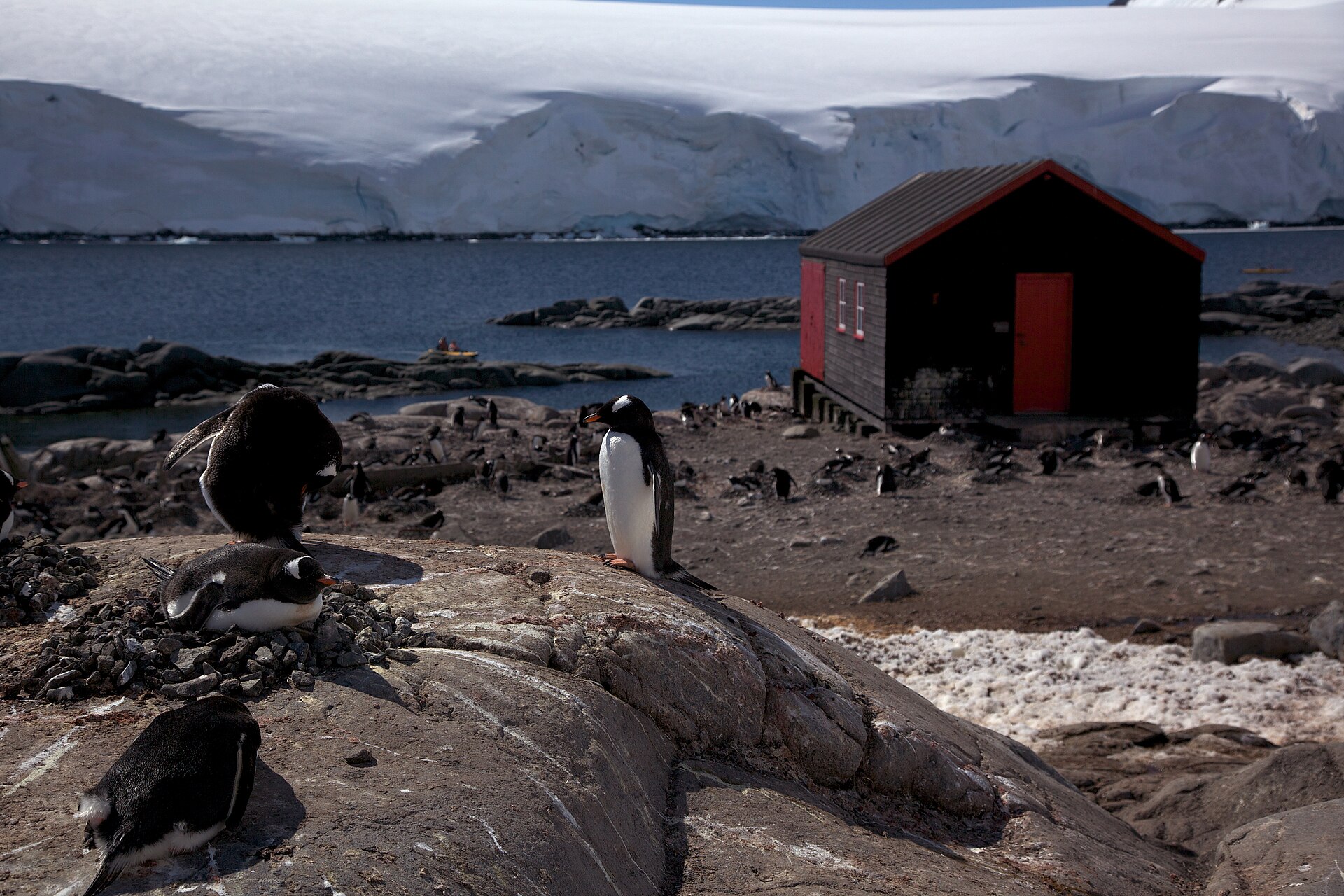 Gentoo penguins around the hut at Port Lockroy, Goudier Island