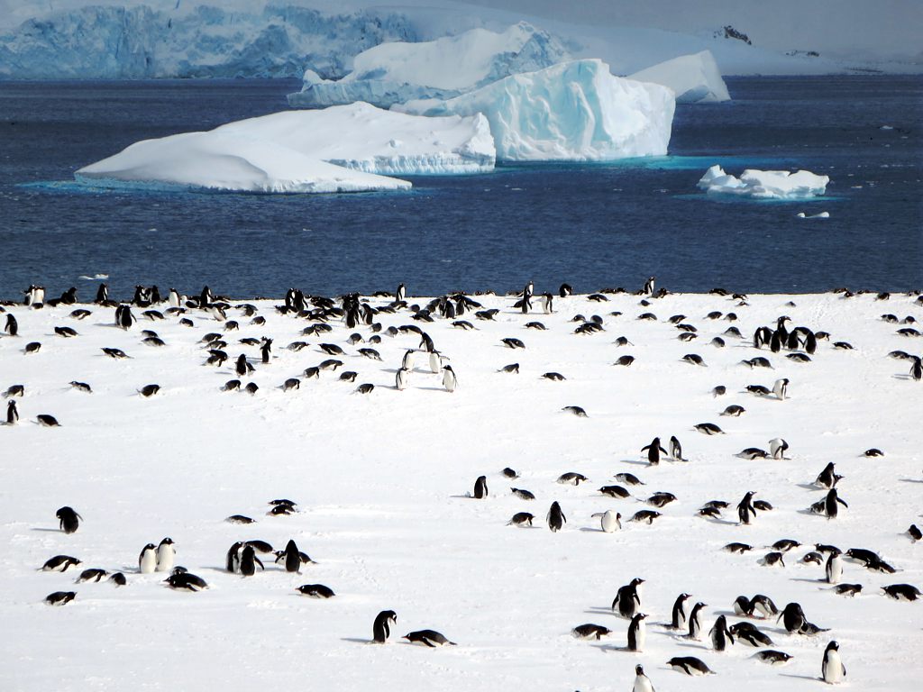 Gentoo penguins on snow above grounded icebergs at Cuverville Island