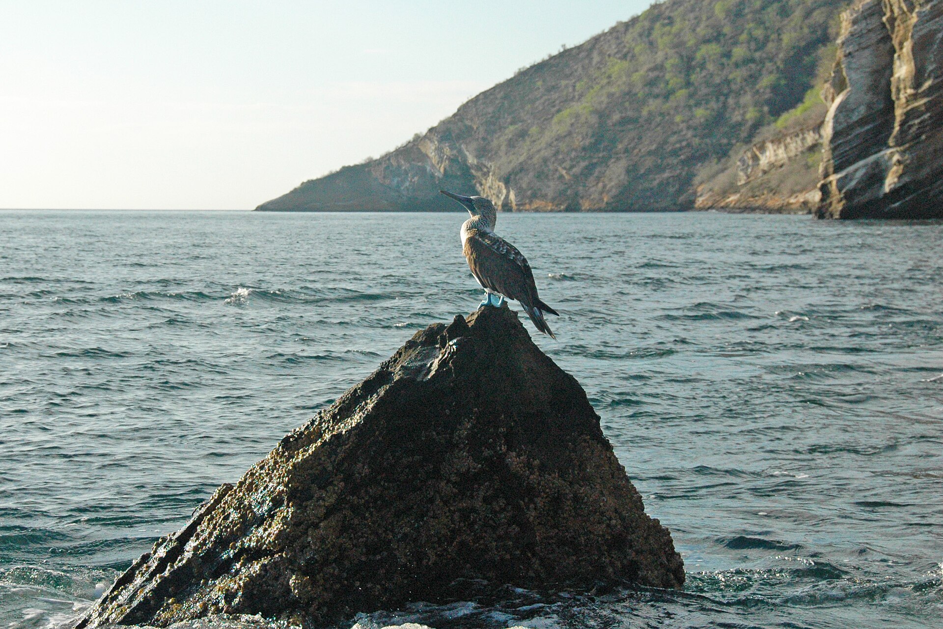 Blue-footed booby at Tagus Cove, Isabela Island
