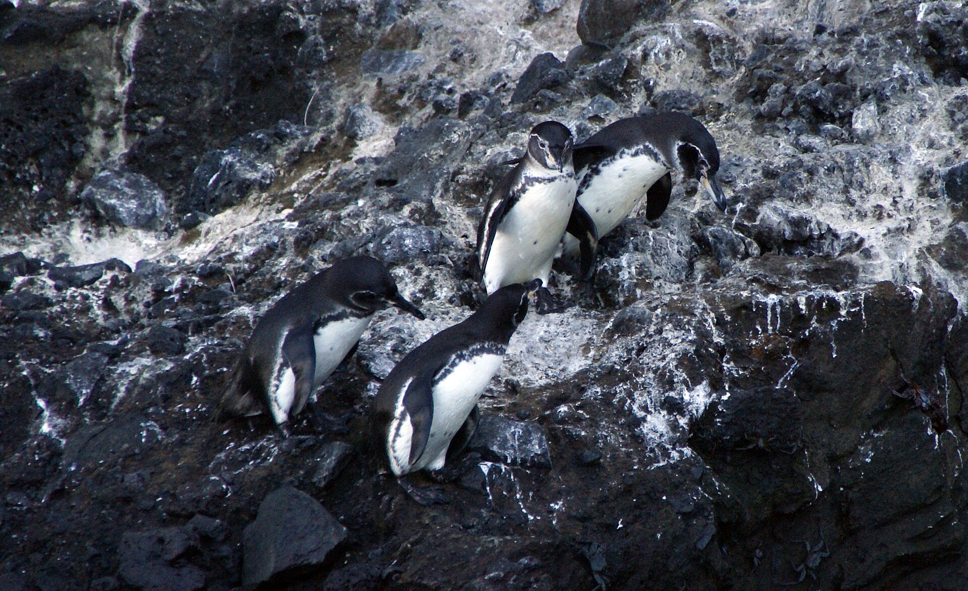 Galápagos penguins on the rocks at Tagus Cove, Isabela