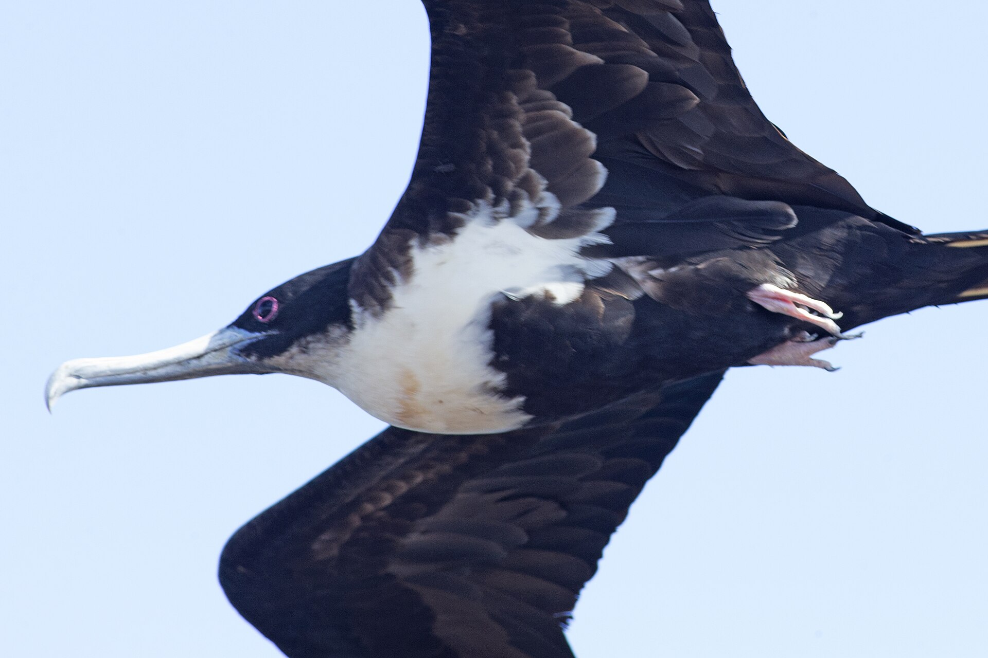 Magnificent frigatebird over Roca Isabella in the Galápagos