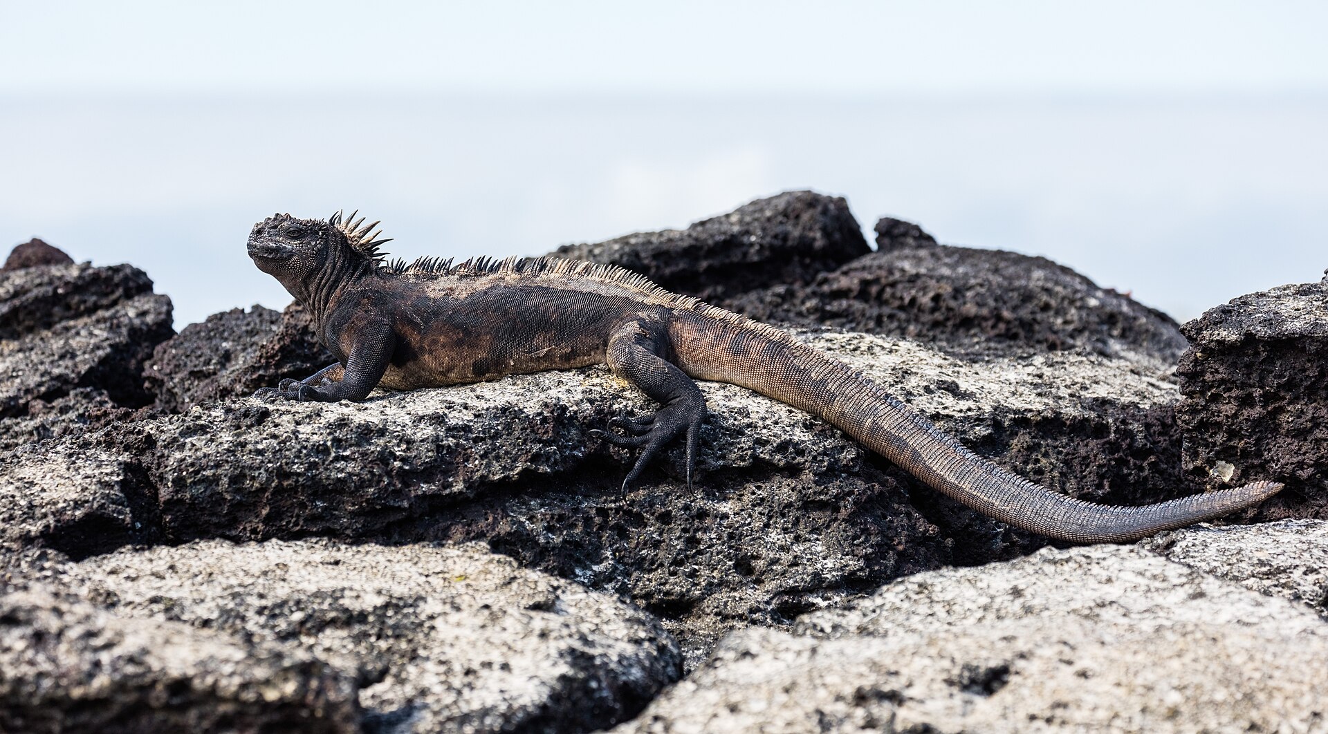 Marine iguana on the sand at Las Bachas beach, Santa Cruz