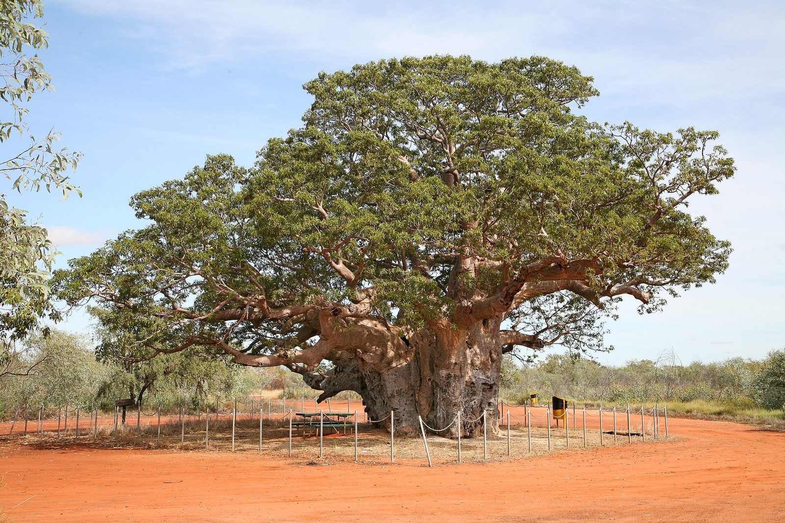 A giant Kimberley boab tree