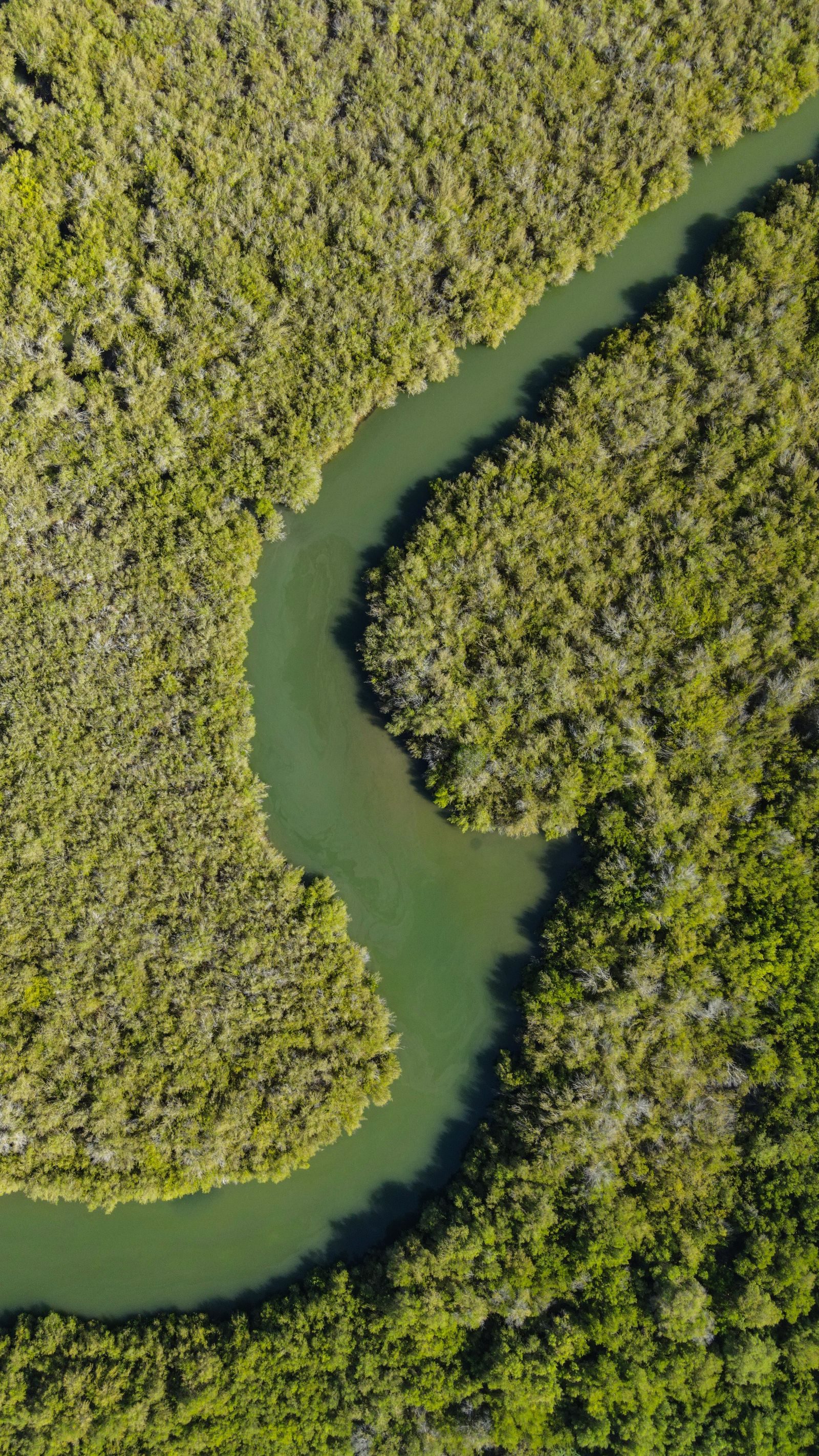 Aerial view of a mangrove-lined tidal river