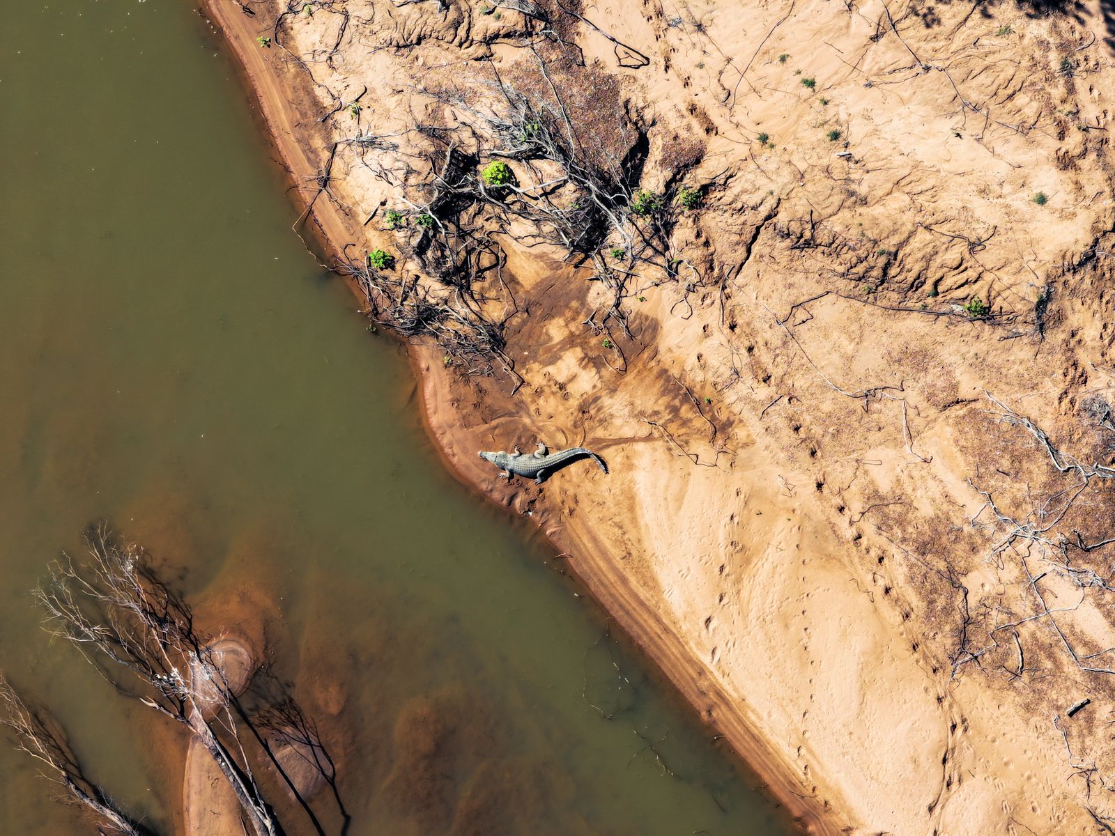 Saltwater crocodile on a sandy riverbank, aerial view
