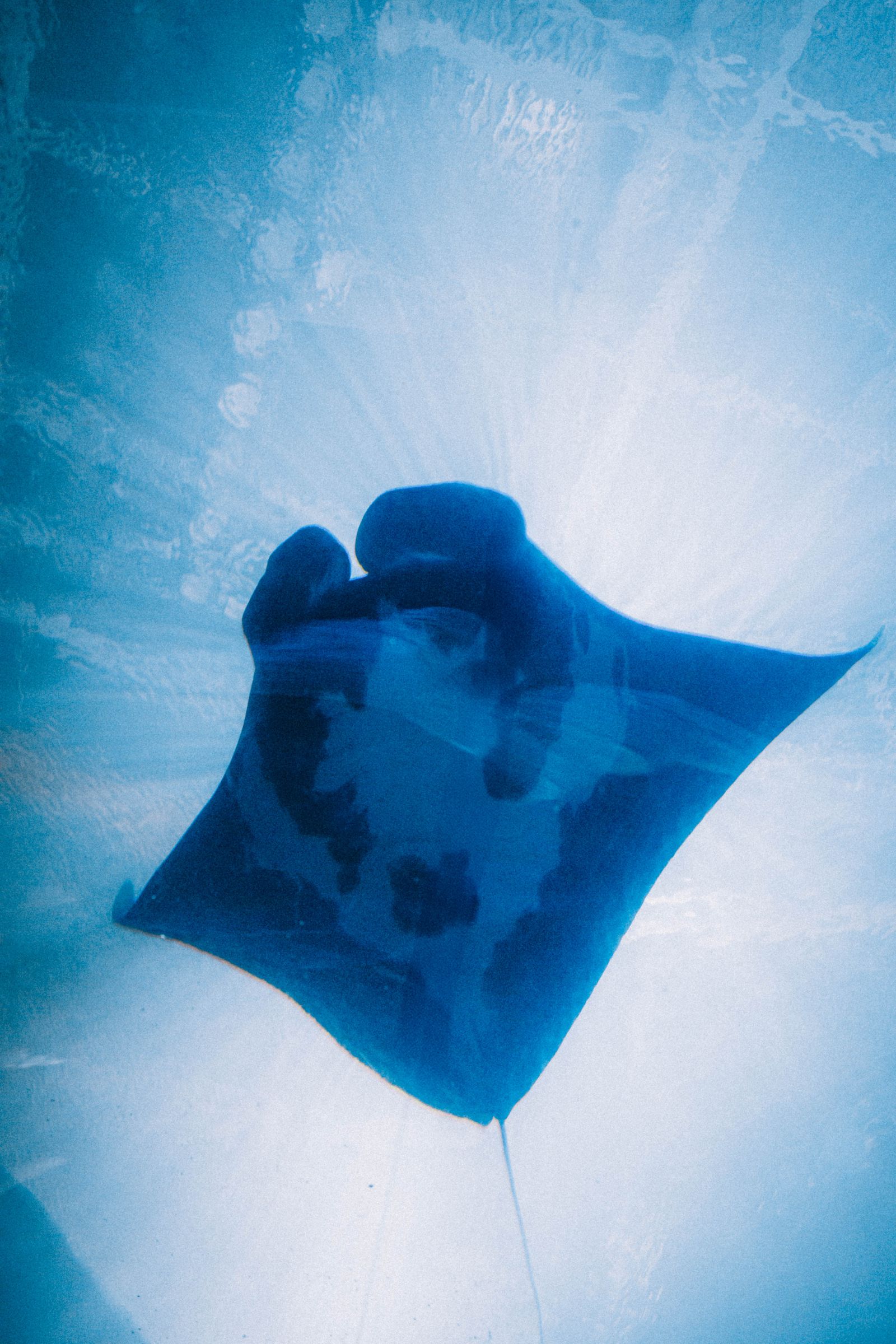 Giant oceanic manta ray gliding underwater