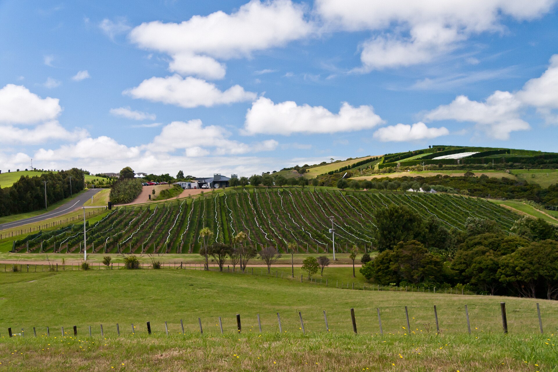 Vineyard rows on Waiheke Island, Hauraki Gulf