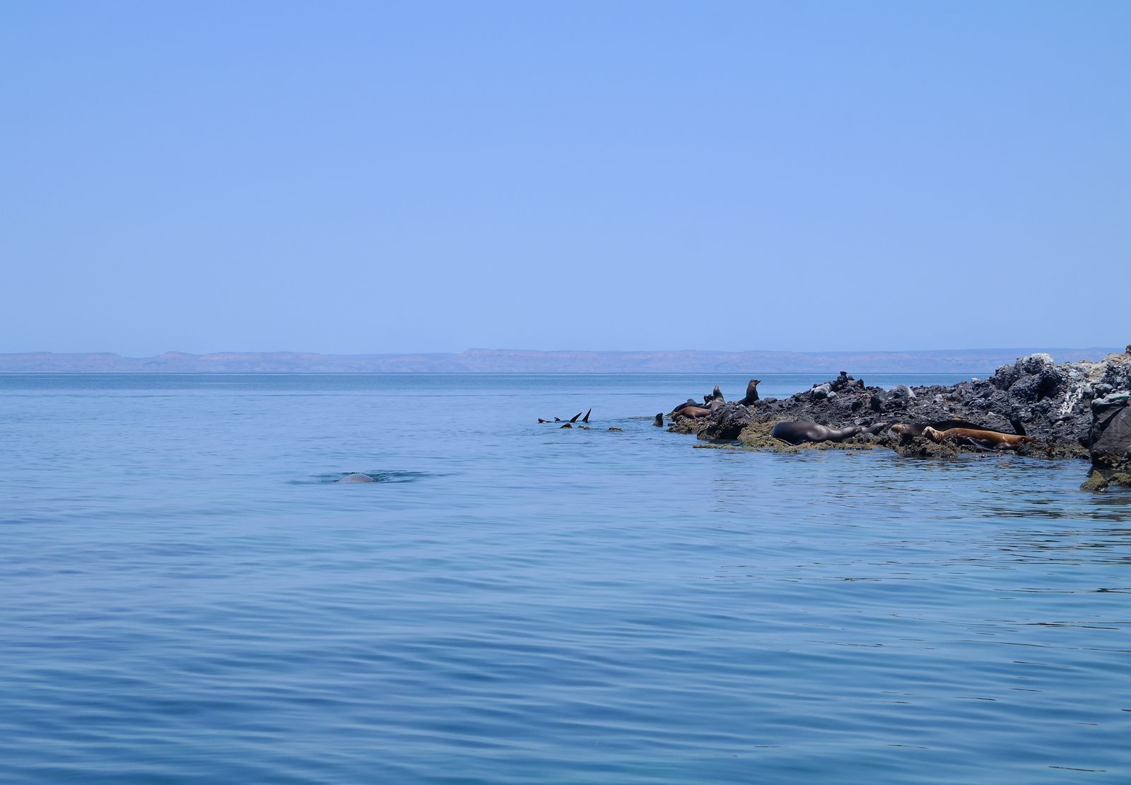 California sea lions hauled out on rocks in the Bay of La Paz
