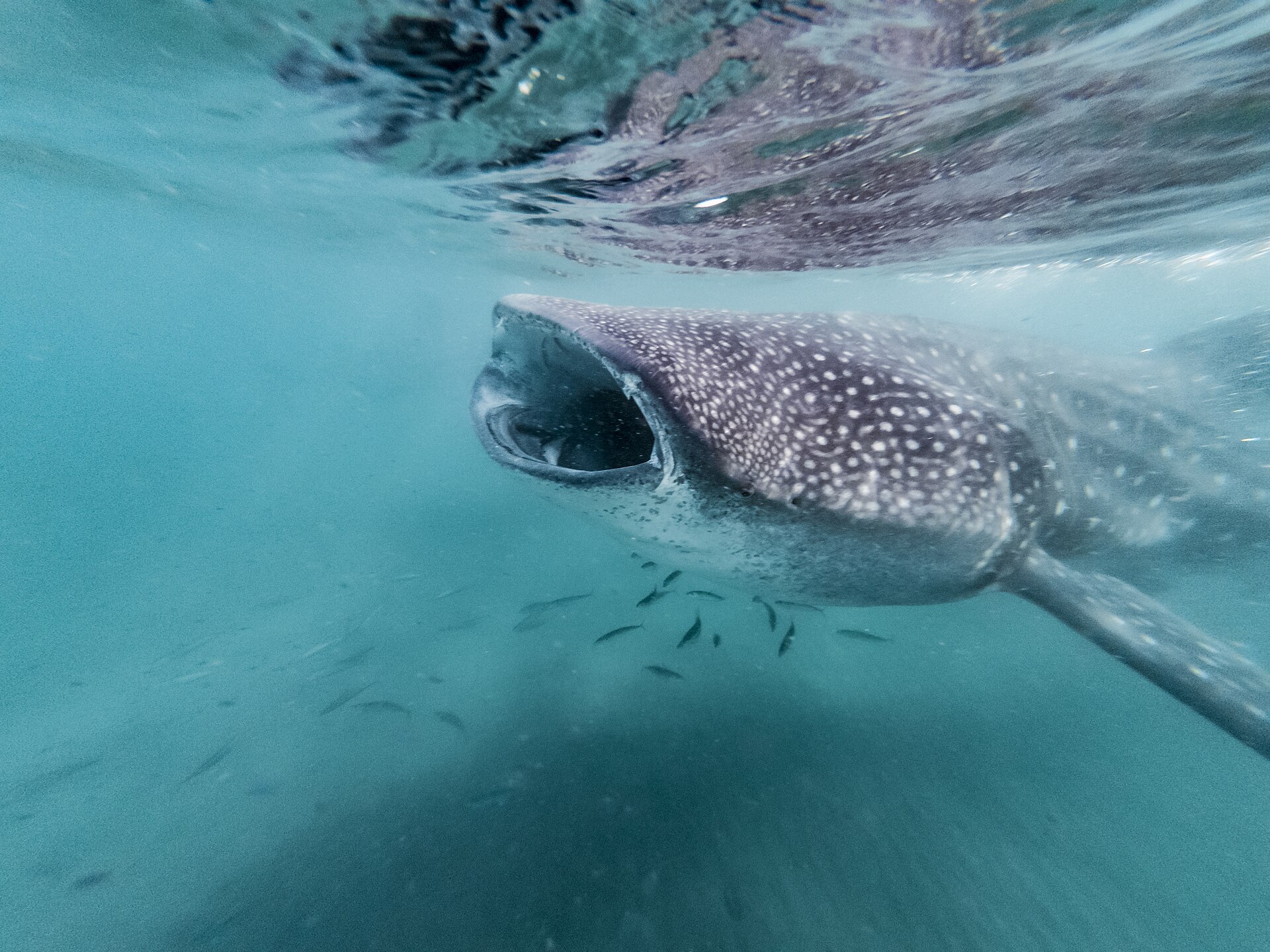 Whale shark feeding at the surface off La Paz