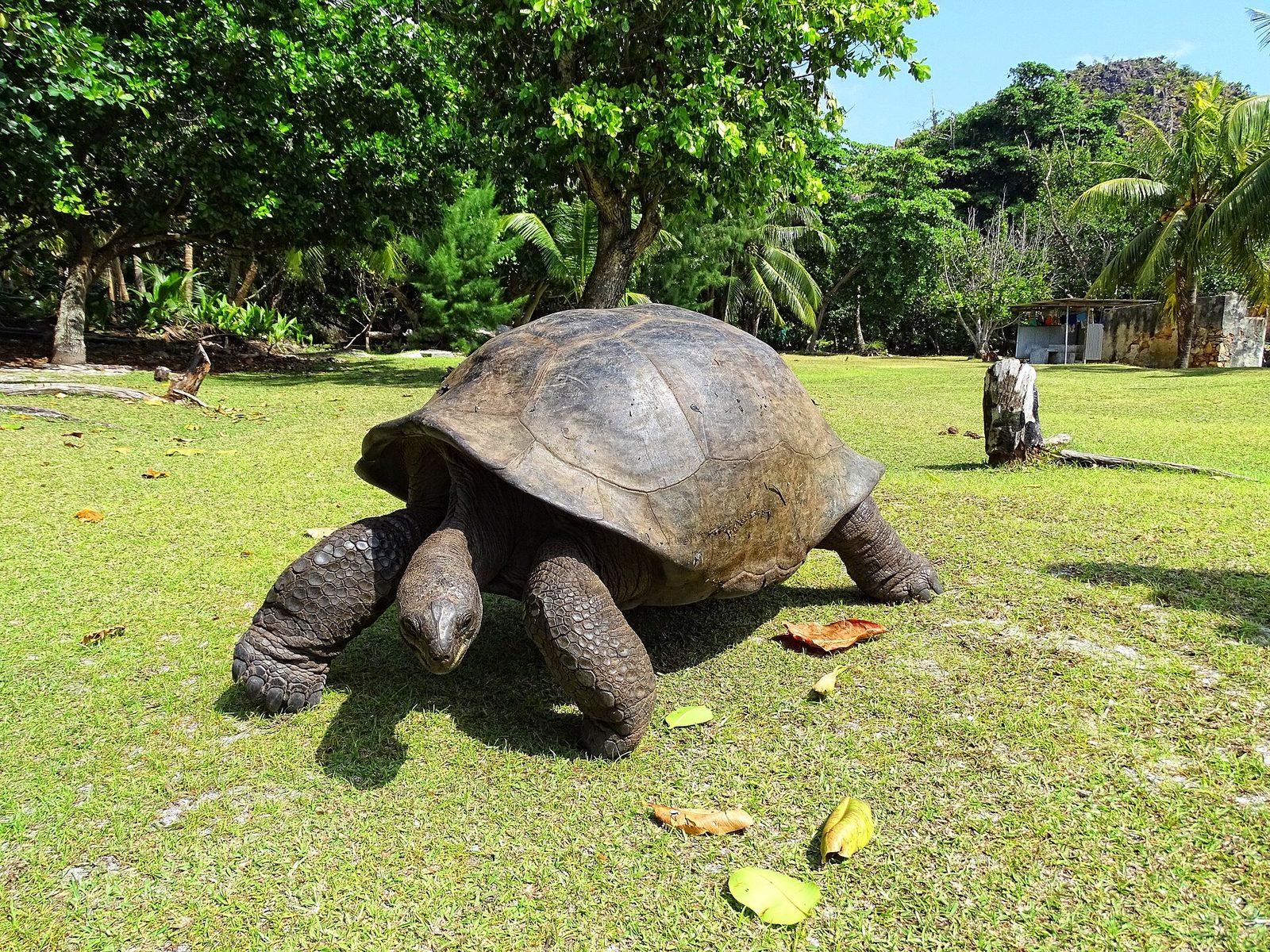 Aldabra giant tortoise in Curieuse Marine National Park
