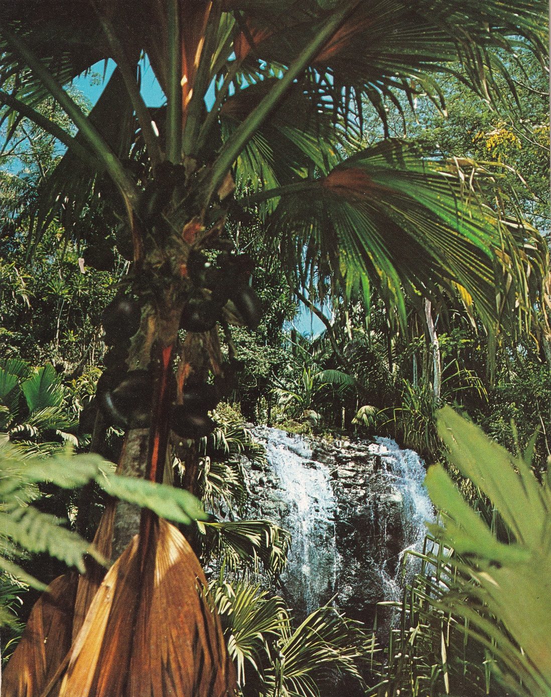 Coco de mer palms in the Vallée de Mai forest, Praslin