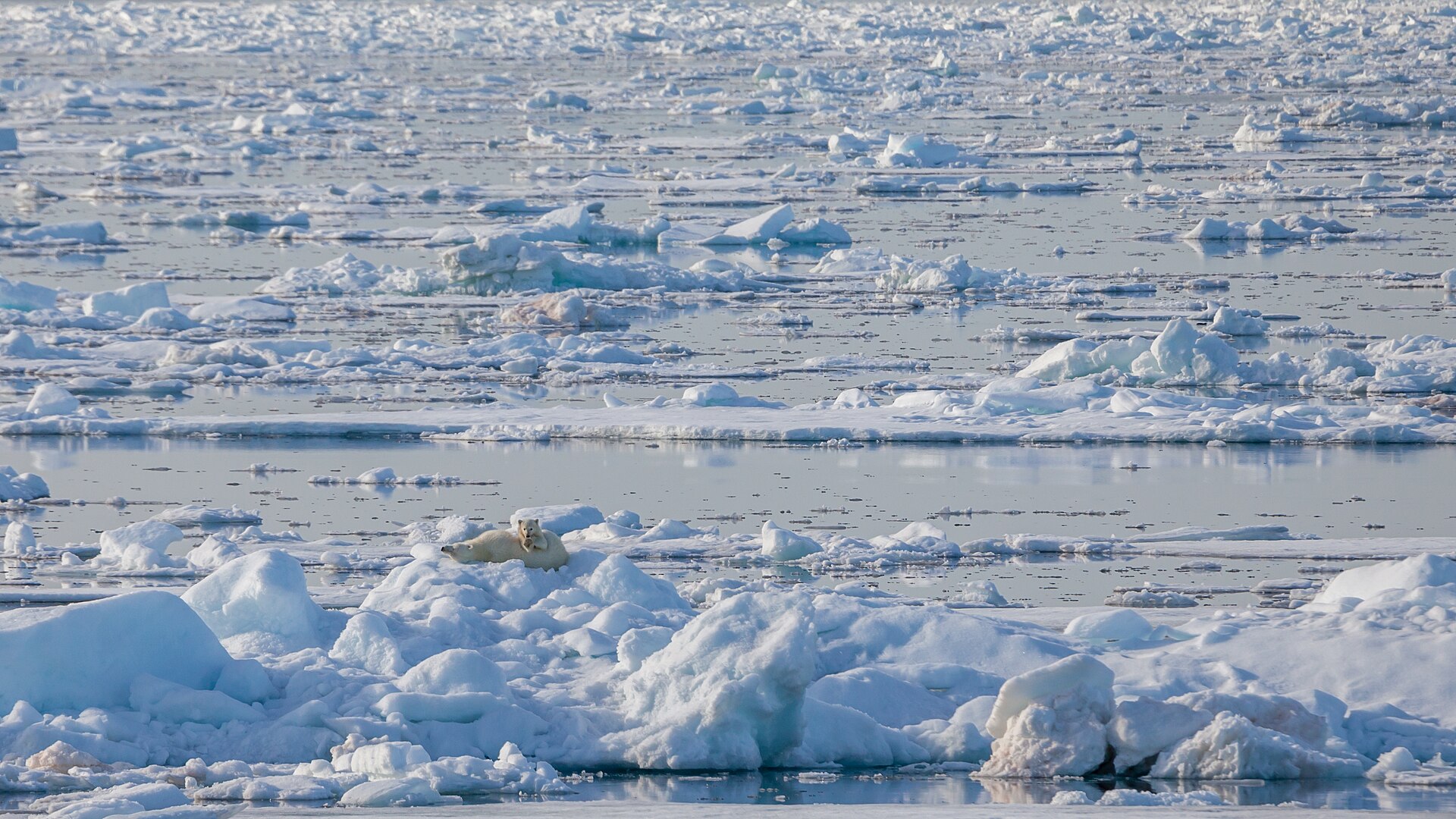 A polar bear crossing Arctic drift ice north of Svalbard
