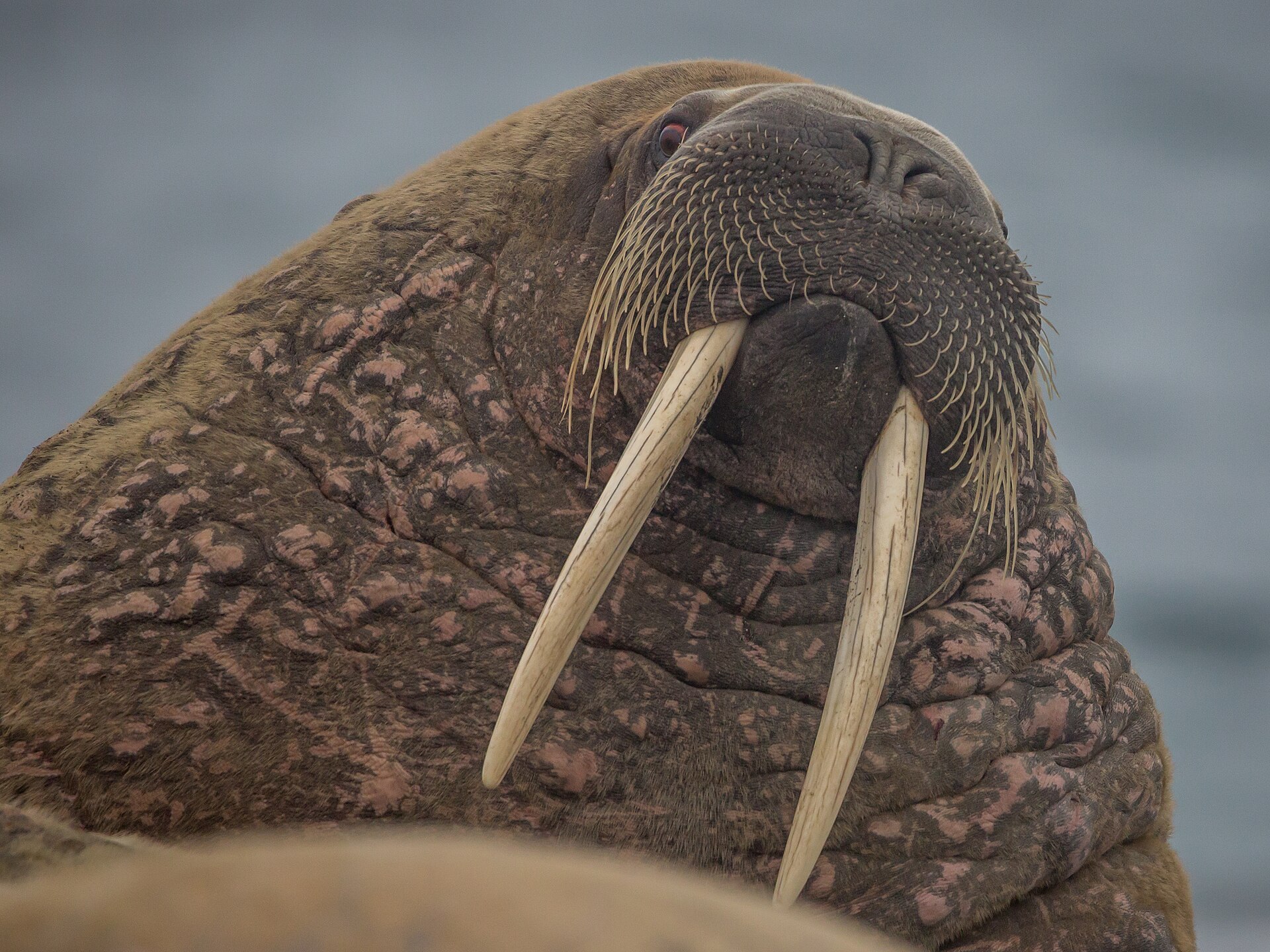 Atlantic walrus hauled out on a Svalbard beach